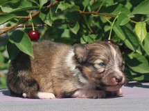 puppies