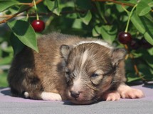 puppies
