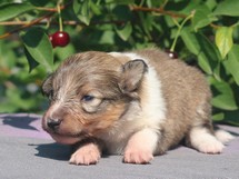 puppies