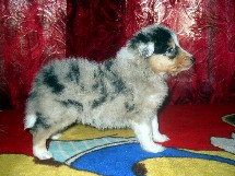 puppies