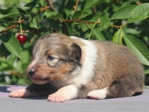 puppies