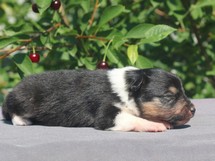 puppies