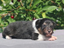 puppies