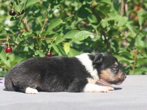 puppies