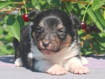 puppies