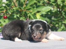 puppies