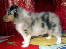 puppies