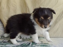 puppies