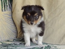 puppies