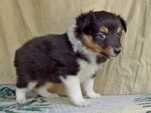 puppies