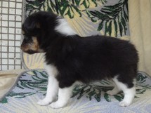 puppies