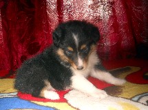 puppies