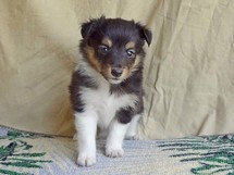 puppies
