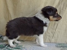 puppies