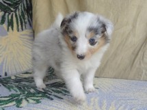 puppies