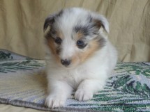 puppies