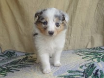 puppies