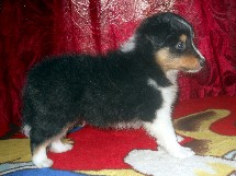 puppies