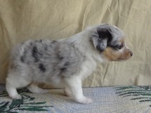 puppies