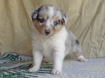 puppies