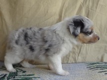puppies