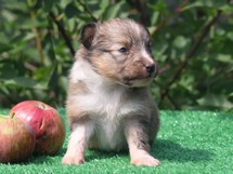 puppies
