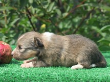 puppies