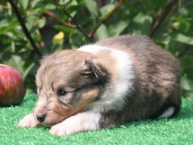 puppies