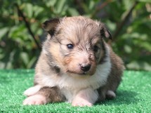 puppies