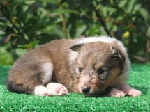 puppies