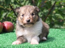 puppies