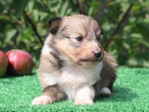 puppies