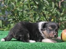 puppies