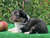 puppies