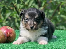puppies