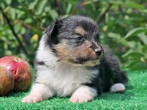 puppies