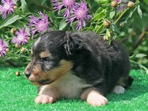 puppies