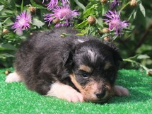 puppies