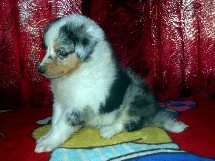 puppies