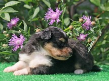 puppies