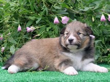 puppies