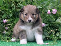 puppies