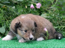 puppies