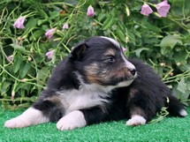 puppies
