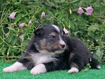puppies