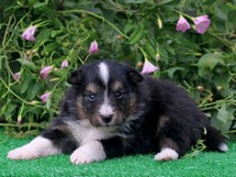 puppies