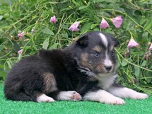 puppies