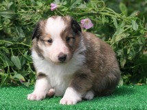 puppies
