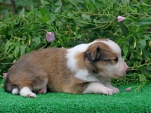 puppies
