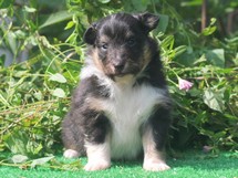 puppies